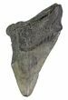 Partial, Fossil Megalodon Tooth #89023-1